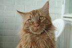 20080527 lilleman-02