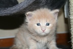 20080401 4v viti-01