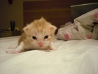 20090330 2v amadeo-02