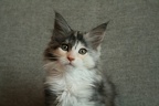 20100608 10v anise-37