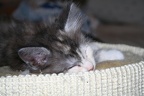 20100515 8v jolinar-01
