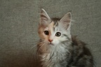 20100608 10v jolinar-06