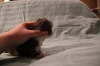 20111211 2v hoitytoityface-01
