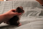 20111211 2v hoitytoityface-02