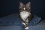 20120209 10v hoitytoityface-15