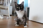 20130222 hoitytoityface-06