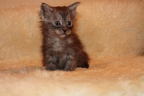 20111228 4v wecatchdiamond-20