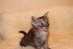 20111228 4v wecatchdiamond-09