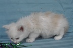 20120509 6v onestarsimoni-10