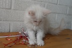 20120603 10v onestarsimoni-12