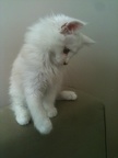 20120529 OneStarSimoni-03