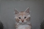 20130117 12v influence-03