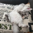 Blandade Kullbilder