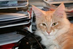 20071208 Athena-05
