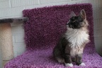 20120322 hoitytoityface-17