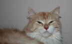 20091115 simone-01