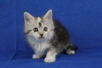 20201230 6v didia-08