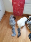 20210114 blondie-melly-missy-01
