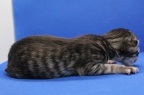 20240929 - Kull 41 - American Curly