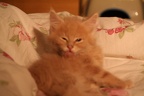 20081020 ungar-04