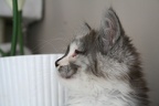 20090525 9v laika-10