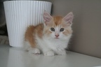 20090525 9v oliver-04