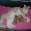 20090425 goauld-02