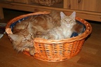20070617 lilleman-triton-02