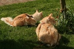 20080508 triton-athena-01
