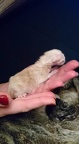 Katter - Cats