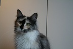 20100402 laika-05