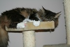 20070602 piper-03