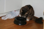 20091123 piper-08
