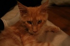 20091030 apophis-04