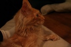 20091030 apophis-05