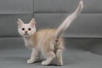 20220130 whippedcream-05