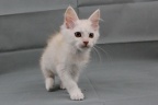 20220130 whippedcream-12