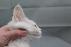 20220130 whippedcream-29