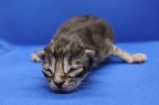 20240929 - Kull 41 - American Curly