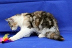 20250323 tansy-02