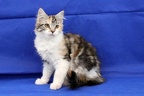 20250323 tansy-04