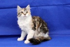 20250323 tansy-06