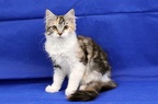 20250323 tansy-13