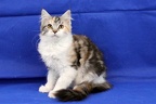 20250323 tansy-08