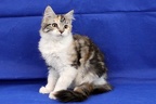 20250323 tansy-09