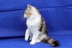 20250323 tansy-17