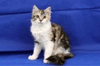20250323 tansy-16
