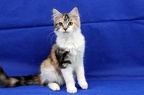 20250323 tansy-19