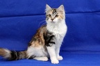 20250323 tansy-18