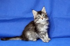 20250428 leo-17